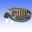 Regulator/Rectifier